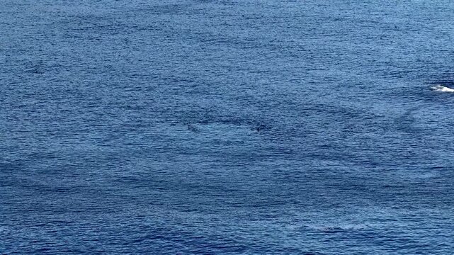Aerial view of basking sharks at Muckross Head ,Donegal - Ireland