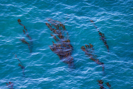 Kelp growing under ocean surface