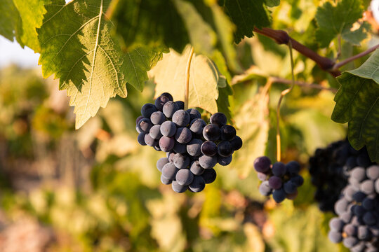 Grappe de raisin rouge en gros plan suspendue &agrave; une branche de vigne entour&eacute;e de feuilles vertes dans une parcelle ensoleill&eacute;e, raisin m&ucirc;r, &eacute;t&eacute;