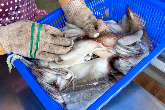 Cleaning Fresh Squid for Seafood Preparation