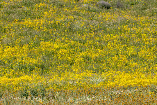 Yellow spring wildflower bloom on Carrizo Plain