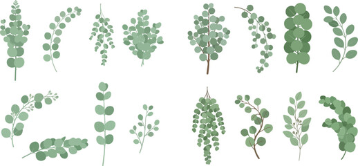Set of eucalyptus branches and leaves, green foliage elements for decoration, vector illustration. © Fdtarian