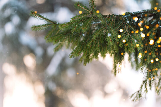 Fir branch decorated with glowing Christmas lights in snowy winter sunlight.