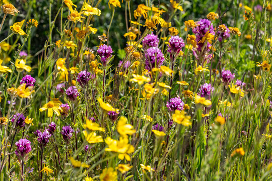 Close-up of yellow and purple spring wildflower bloom on Carrizo Plain