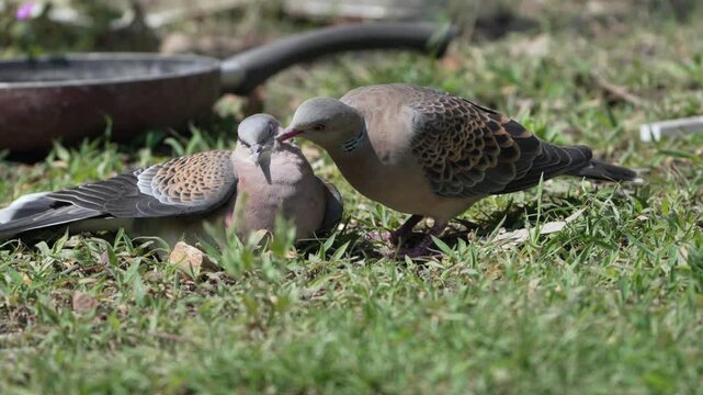 Two Oriental Turtle Doves display gentle courtship and feeding behaviour on green grass, while another dove remains nearby in a natural outdoor setting