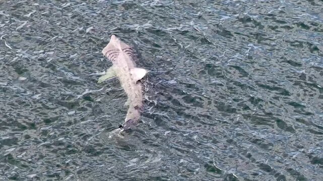 Aerial view of basking sharks in Donegal Bay - Ireland