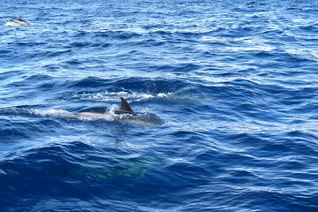 Fototapeta premium Dolphins swimming and leaping through the ocean waves on a sunny day