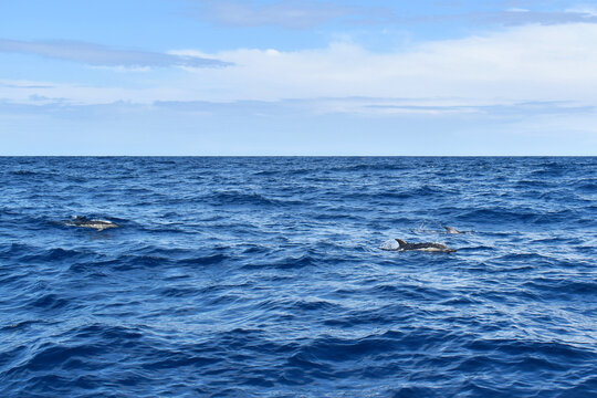Dolphins swimming and leaping through the ocean waves on a sunny day