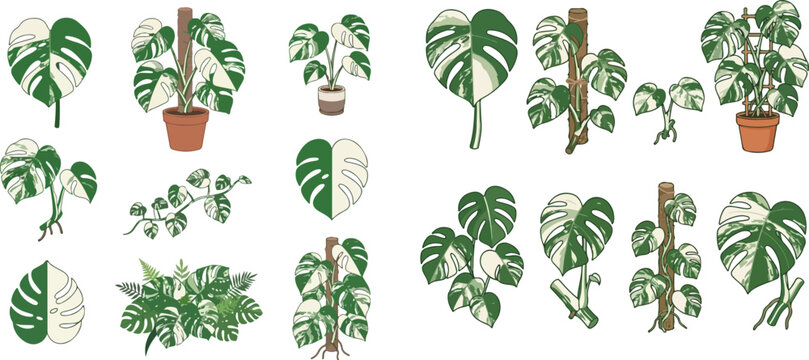 Set of Monstera Deliciosa Albo Variegata plant illustrations, including potted plants, individual leaves, and cuttings, ideal for botanical designs.