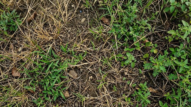 Dead grass with green weeds growing.
