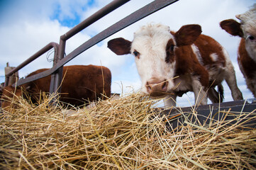 Cows in a farm. Dairy cows © SGr