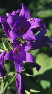 Small pollinator flying over purple bellflower swaying in wind, slow motion 4K garden footage.