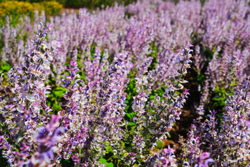 Obraz premium Purple sage flowers blooming in a sunlit field.