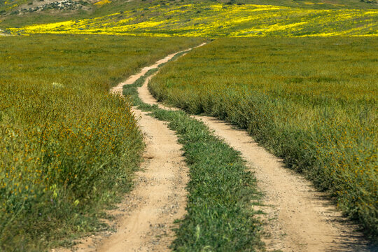Dirt road crossing Carrizo Plain