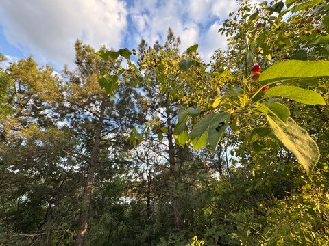 Prunus cerasus (Sour cherry) tree branches laden with ripe dark red cherries and vibrant green leaves against a backdrop of forest trees and a partly cloudy sky.