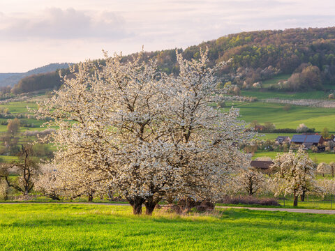 Landschaft mit bl&uuml;henden Kirschb&auml;umen im Abendlicht, Pretzfeld, Franken, Bayern, Deutschland