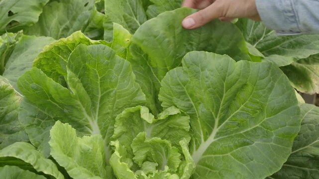 Close-up video of a hand inspecting healthy romaine lettuce leaves growing in a garden. Fresh organic crops under natural conditions, ideal for farming, agriculture, harvest, and food quality concepts