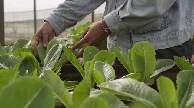 Hands inspecting healthy romaine lettuce growing in an organic vegetable garden. Fresh leafy greens being checked for quality, growth, and plant health before harvest.