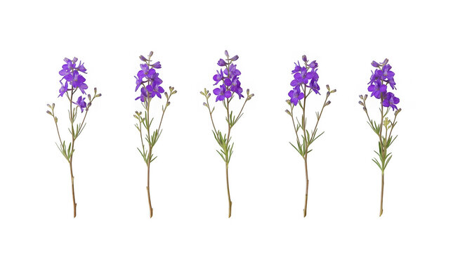 Five purple delphinium flowers isolated on transparent background