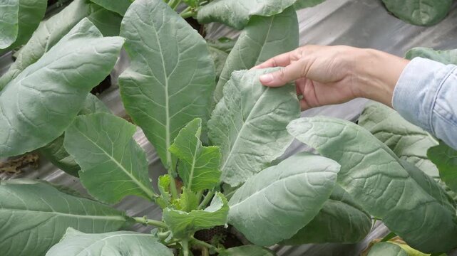 Close-up of a hand inspecting healthy collard green leaves in an organic vegetable garden, checking leaf quality, plant health, and crop growth before harvest.