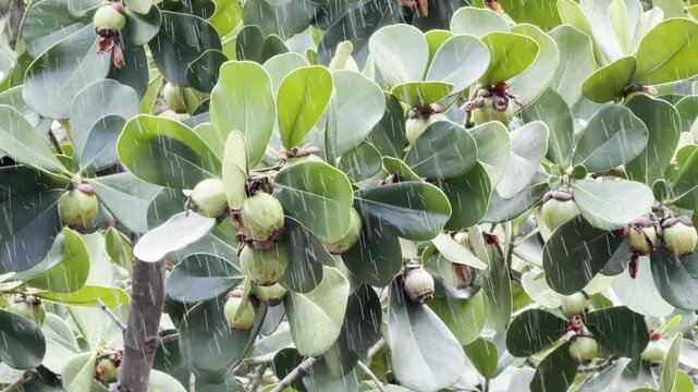Clusia rosea, autograph tree, copey, cupey, balsam apple, pitch-apple, and Scotch attorney, is an evergreen, tropical and sub-tropical flowering plant, family Clusiaceae. Honolulu, Oahu, Hawaii