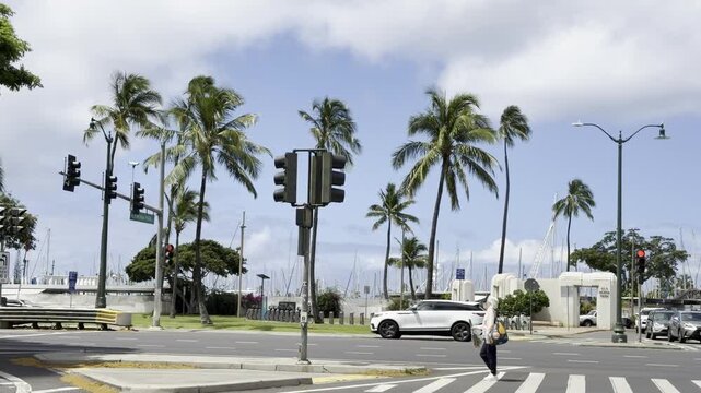  Coconut palm trees. The coconut (Cocos nucifera) is a member of the palm family (Arecaceae) and the only living species of the genus Cocos. Waikiki, Honolulu, Oahu, Hawaii