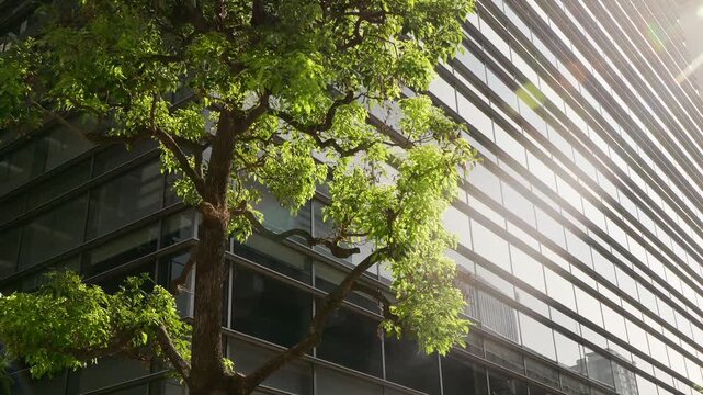 ガラス張りのモダンなオフィスビルの壁面と街路樹をを見上げて歩く手持ち撮影の主観映像