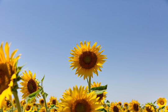 Grande fleur de tournesol jaune au premier plan dans un champ en fleur ensoleill&eacute;, ciel bleu, &eacute;t&eacute;