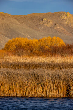 Marsh reeds against foothills
