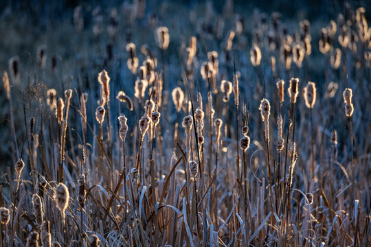 Close-up of cattails in late afternoon sun