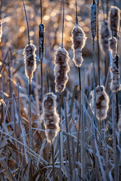 Close-up of cattails in late afternoon sun