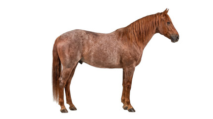 Chestnut Quarter Horse standing with mane during studio lighting isolated on transparent background © Rakib