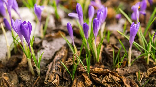Vibrant purple crocus flowers blooming in spring soil
