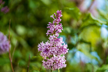 Obraz premium Blooming purple lilac flowers in close up against a soft green garden background on a sunny summer day, showcasing delicate petals and natural beauty for gardening, landscaping and floral design