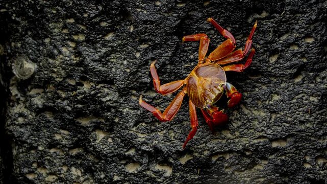 Red sally lightfoot crab walking sideways on a dark volcanic rock in the galapagos islands