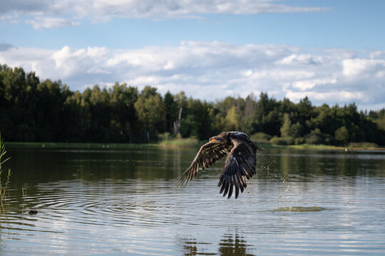 Juvenile bald eagle, Haliaeetus leucocephalus, flying low over a lake water surface. Large majestic bird of prey hunting in natural habitat.