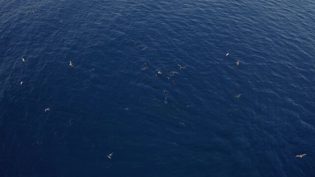 Drone footage capturing the natural predator frenzy over a sardine baitball in open blue waters; marlins, birds and sea lions chasing the sardines in Baja Sur, Mexico during the Mexican Sardine Run.
