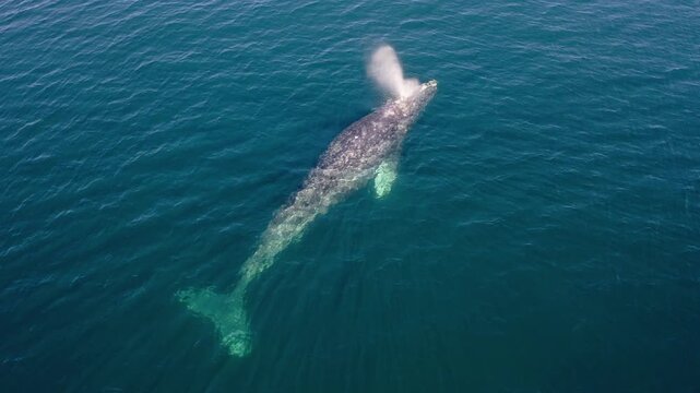 An aerial drone shot of a single gray whale swimming at the sea surface, spouting water, and diving down in Bahia Magdalena, Baja California Sur, Mexico.