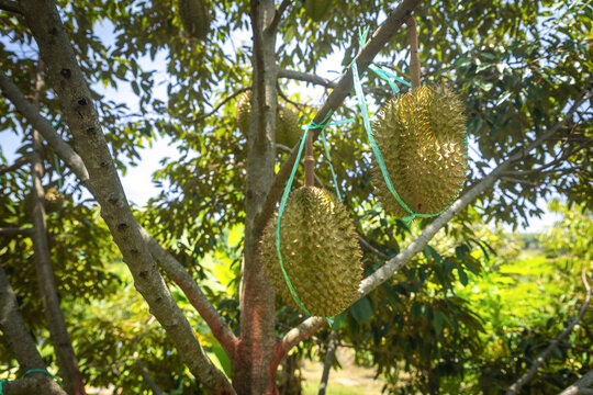 Close-up of durian fruits hanging on durian tree in a tropical orchard. Premium quality durians supported with protective ties during growing season.