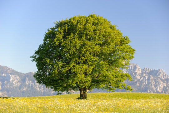  Eine pr&auml;chtige Buche steht als Einzelbaum auf einem H&uuml;gel