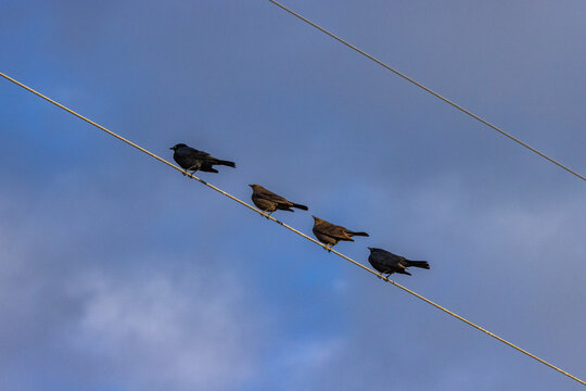Row of blackbirds on wire against sky