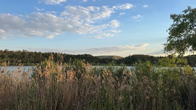 Scenic view of Eymir G&ouml;l&uuml; surrounded by lush reed beds, tall trees, and rolling hills under a vibrant blue sky filled with soft white clouds. Phragmites australis (Common reed) lush green foliage.