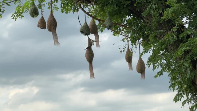 Baya Weaver Bird Nests Hanging from Large Tree Branch Against Cloudy Sky