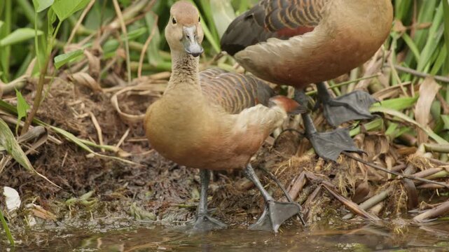 A pair of Lesser Whistling Ducks (Dendrocygna javanica) rests peacefully among dense wetland vegetation in their natural habitat. The footage captures the birds' calm behavior, intricate feather patte