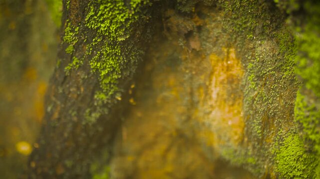Close up view of green moss growing between weathered sandstone masonry ancient garden wall under natural sunlight 4K video