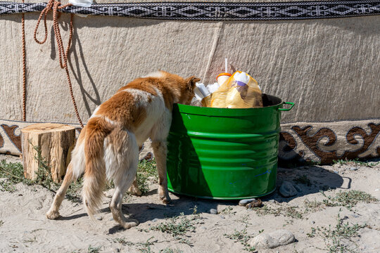 A red and white village dog looking for leftovers inside a green metal waste container. The trash bin is filled with plastic bags and bottles, placed on dry sandy ground next to a nomadic yurt.