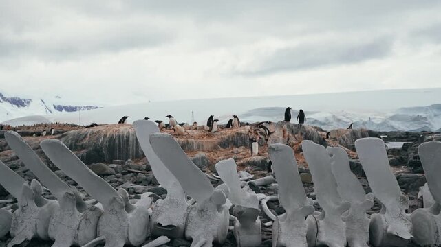 Gentoo penguin colony roams rocky ground beside weathered whale bones and mountains at former whaling site