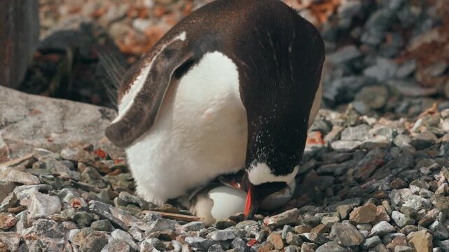 Gentoo penguin bends over newly hatched chick and cracked eggshell on rocky nest close up in Antarctica