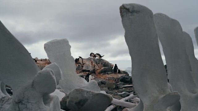Weathered whale spine bones frame distant gentoo penguin colony nesting on rocky ground under gray sky