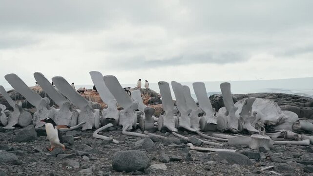 Gentoo penguin walks along rocky ground beside row of weathered whale spine bones under overcast sky